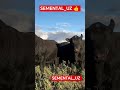 FARMING #cow #bull #animals #qoy#qoyboqish#qoyxona#qoyqozilar#qoylar#qoyboqishbiznesi#qoybozori#qoy1