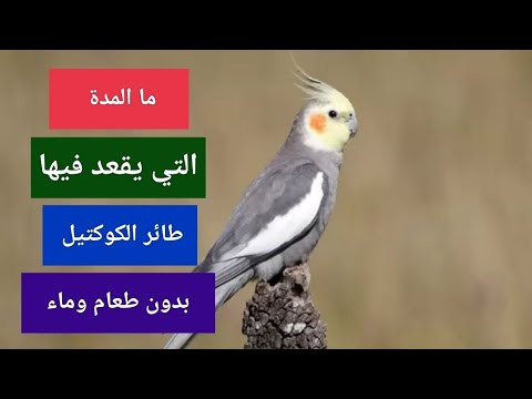 المدة التي يقعد فيها طائر الكوكتيل الكروان بدون طعام وماء