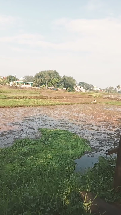 lagi musim macul #shotsvideo