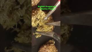 Wild Rabbit Droppings (Bunny Poop)