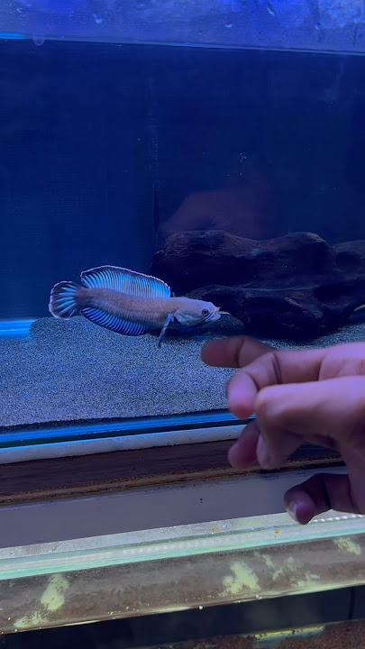 settingan tank channa andrao gondrong simpel #channa #channaandrao #channaauranti #channamaru