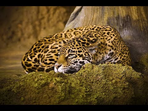 Дикая Природа Амазонки | Документальный Фильм