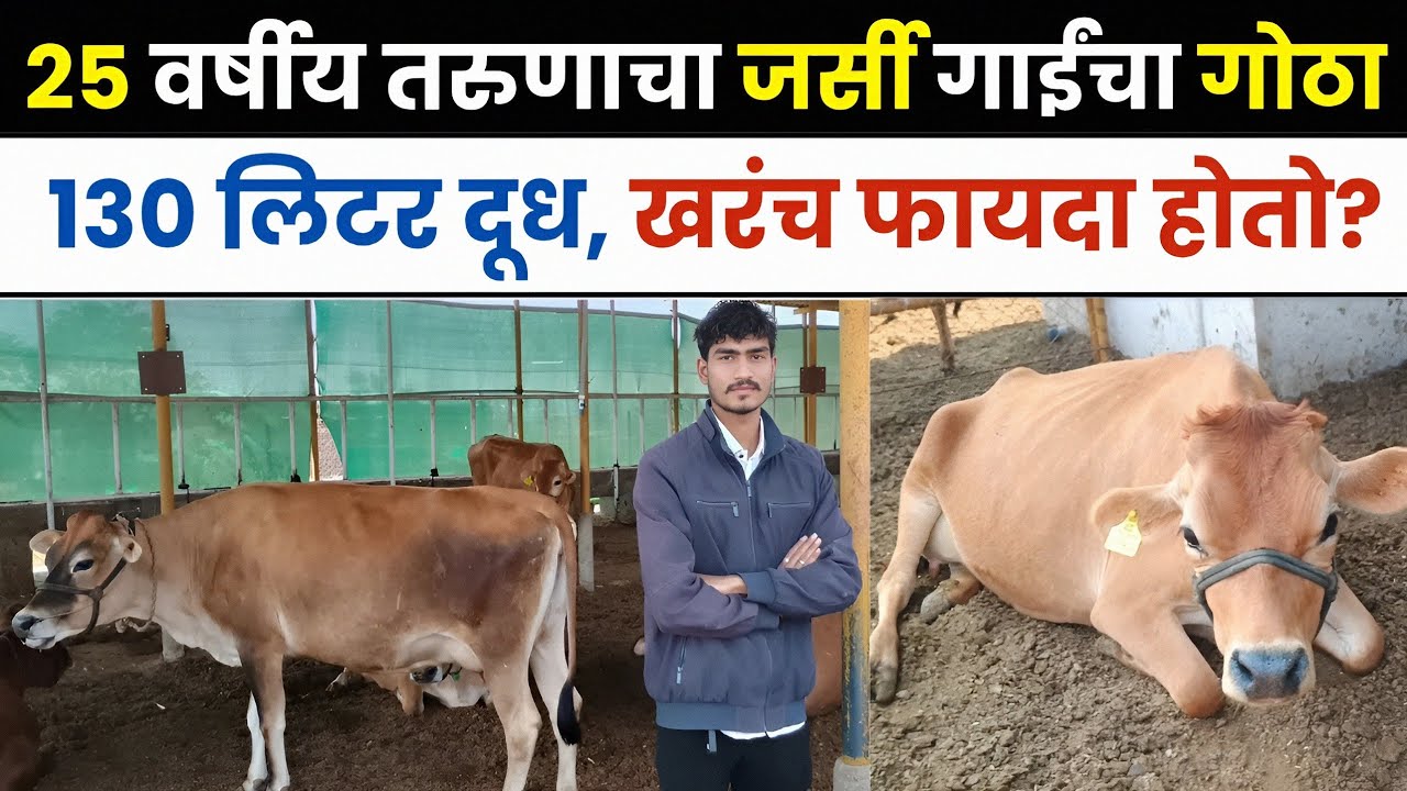 25 वर्षीय तरुणाचा, जर्सी गाईंचा गोठा | 130 लिटर दूध, फायदा किती? | Dairy Farming