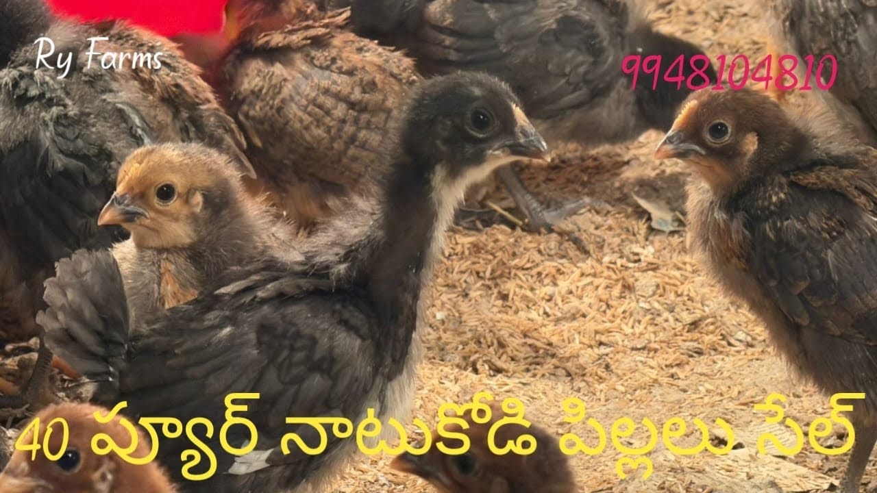 40 Days Natukodi pillalu Sale 9948104810 Raju Reddy Delivery available 