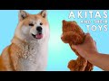 AKITA INU - Do Japanese Akitas Like To Play With Toys? | Yuki And His Favorite Toys | 秋田犬