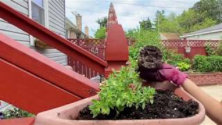 Planting Flowers In Hanging Pots Promise Rodriguez