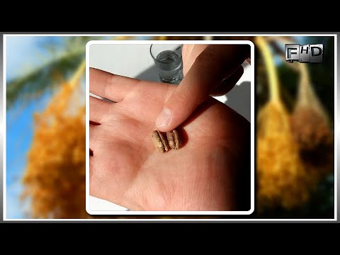 Vídeo: Com Fer Créixer Una Palmera A Partir De Llavors