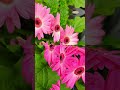 A few nice flowers 💐