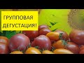 Лучшие томаты этого года! Какой томат выбрать на будущий сезон? Дегустирую сразу 20 сортов томатов!