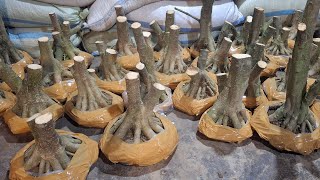 BONSAI MEWAH HARGA MURAH MERAPAT BOSKU