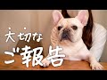 【緊急】嬉しいご報告があります【フレブル フレンチブルドッグ】