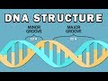 STRUCTURE OF DNA