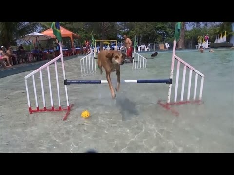 वीडियो: पेट स्कूप: एंडी मरे के कुत्ते अपने ओलंपिक पदक दिखाते हैं, डॉल्फिन के साथ लैब तैरते हैं