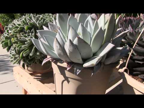 Video: Echeveria (85 Bilder): Omsorg For En 