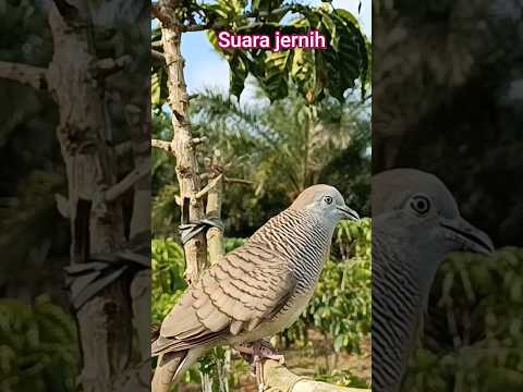 Suara Burung Perkutut Pikat Memanggil Lawan