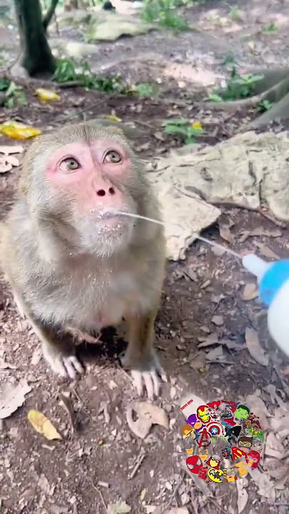 Anak Monyet Rebutan Susu #funnyvideo #viralvideo #monyetlucu #funnymonkey #funnyanimals