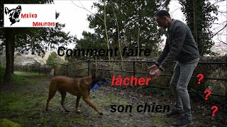 Tuto : Apprendre le "Lâche" et le "Donne" à son chien