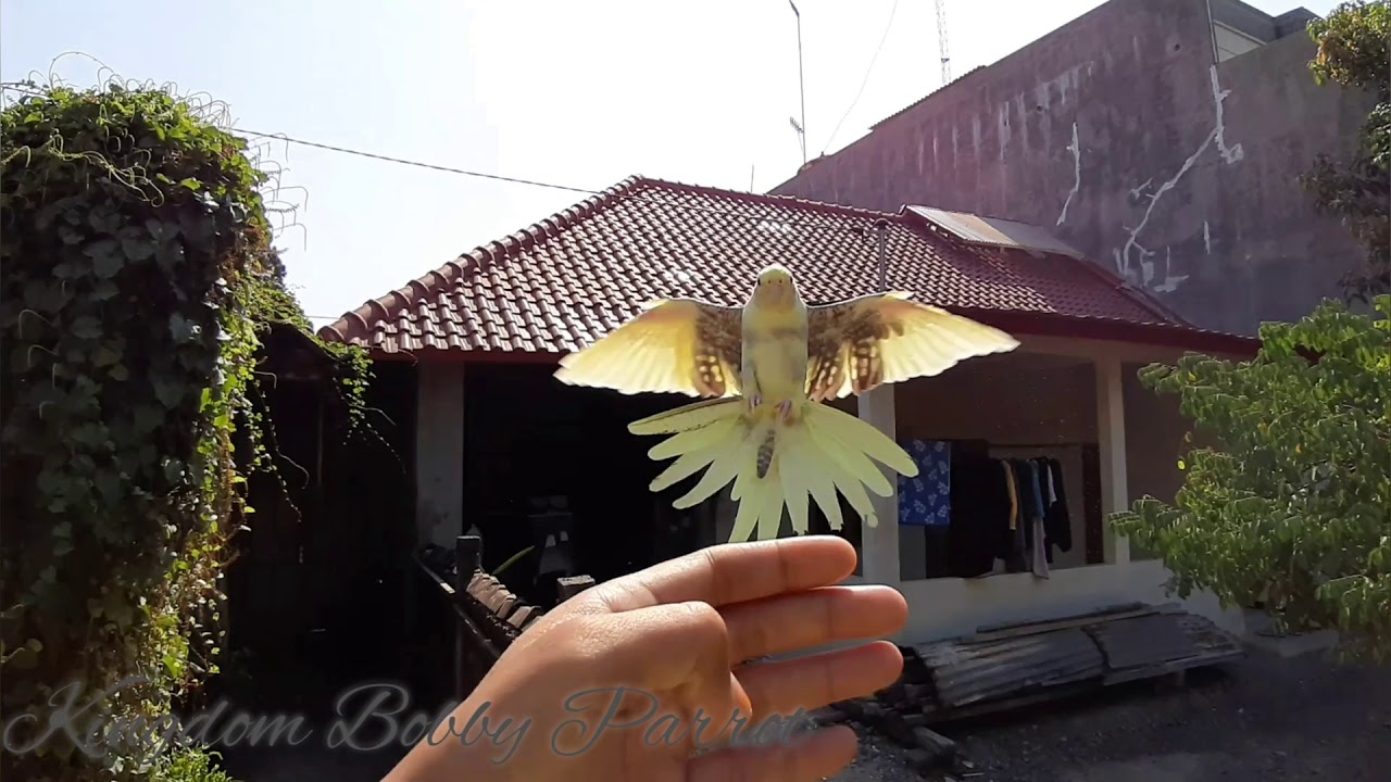 Burung Parkit Australia free fly 