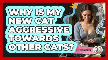 Why Is My New Cat Aggressive Towards Other Cats? - Happy Cat Handbook