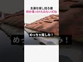 友達を探し回る猫 何か見つけたみたいだねw