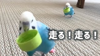 犬のように走っておもちゃを持ってきてくれるインコ　Budgie That Brings Back Things Like Retriever Dog