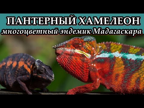 ПАНТЕРНЫЙ ХАМЕЛЕОН - Многоцветный эндемик Мадагаскара