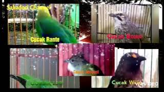 SUARA CUCAK ROWO GACOR KOMBINASI CUCAK IJO || MASTERAN BURUNG