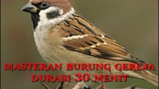 masteran burung gereja durasi 30 menit