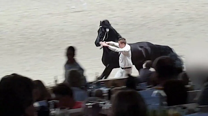 Wardy 509 @stallion inspection 2019. Friesian horse.