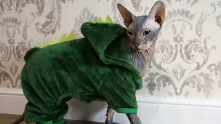 Cat in Dragon costume