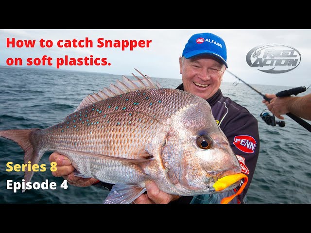 How to catch Snapper on soft plastics. 