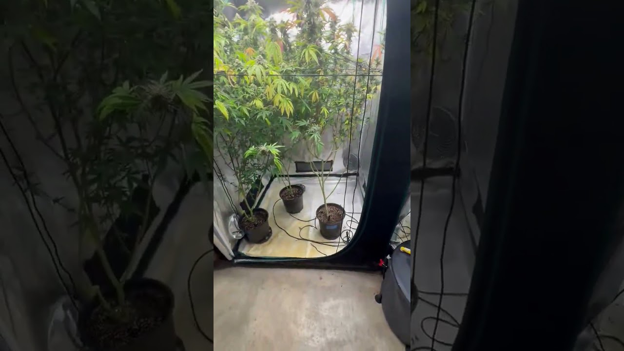 Week 7 of flower  in the Mars Hydro FC4800 4x4 Grow Tent Kit🪴