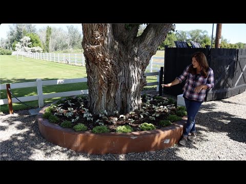 Videó: A Caladium Flower Information - Tudjon meg többet a virágzásról a Caladium növényeken