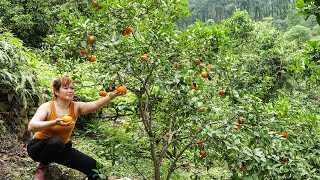 Terrifying Giant PYTHON Attacked the Puppy - Harvest Orange Fruit Go to Market Sell | Free New Life