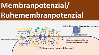 Membranpotential / Ruhepotential / Ruhemembranpotential [Biologie, Neurobiologie, Oberstufe]