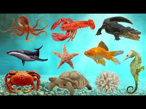 Learn Sea Animals Names in English - ENGLIZO