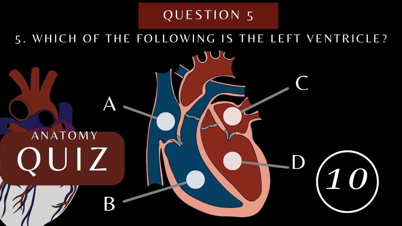 Can You Pass This Heart Anatomy and Physiology Quiz Questions with