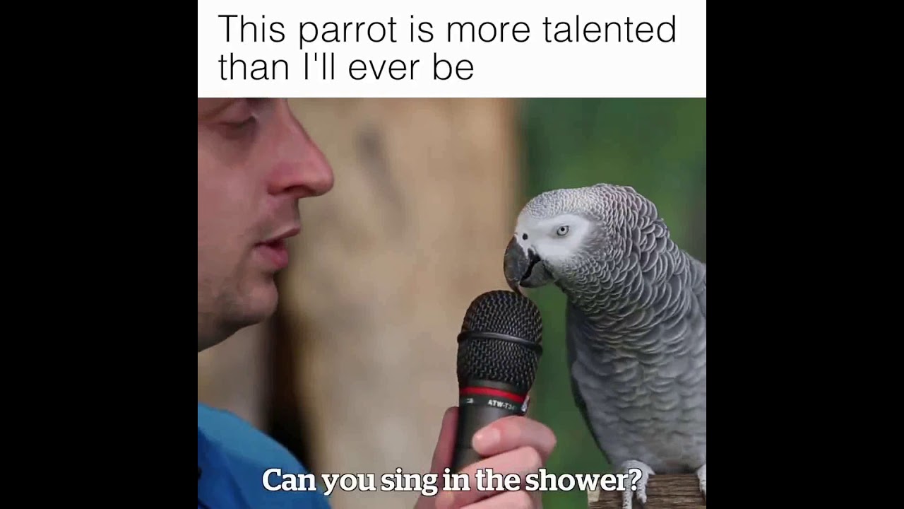 Most Talented Parrot You Have Ever Seen Ross Smith Random Tapes By Maroof Youtube