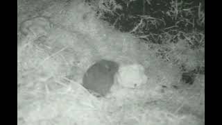 Vole In The Hole 4 2022 by Ian Ledger 61 views 2 years ago 27 seconds