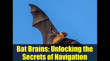 Bat Brains: Unlocking the Secrets of Navigation | GPS-like Mapping in the Wild
