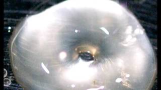 Cymatic Waterdrop