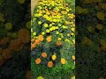 💛🧡 beautiful garden 🥰🤗 #folow #subscribe # sm nature❤️❤️