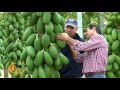 Papaya de Málaga, madurada en árbol