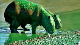 EXTRAÑOS CARPINCHOS VERDES: El fenómeno de las cianobacterias ya afecta a la fauna en Entre Ríos