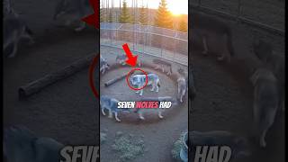 They Thought the Pack Was Going to Kill Her… The Truth Left Everyone Speechless 💔