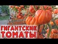 ГИГАНТСКИЕ ТОМАТЫ ВАС УДИВЯТ!!!