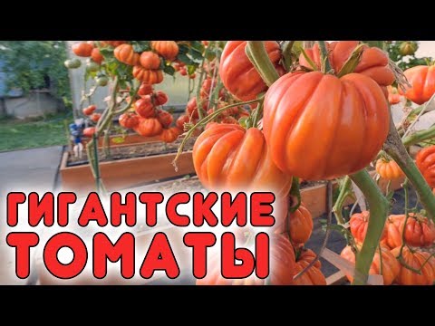 ГИГАНТСКИЕ ТОМАТЫ ВАС УДИВЯТ!!!