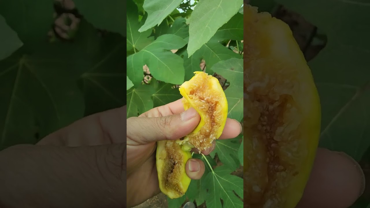 غزارة ثمار التين الاسباني الاصفر الجامبو.