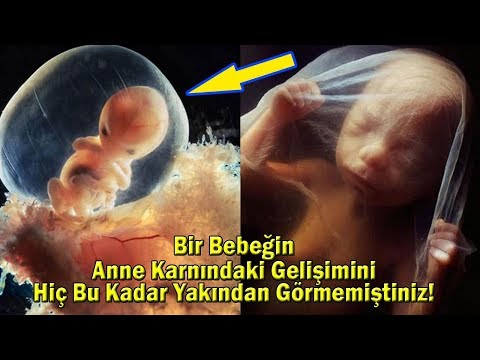 Bir Bebeğin Anne Karnındaki Gelişimini Hiç Bu Kadar Yakından Görmemiştiniz!