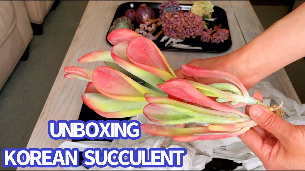 #434 BEAUTIFUL VARIEGATED KOREAN SUCCULENTS | SEN HÀN VAR ĐẸP TUYỆT VỜI | 다육식물 | 多肉植物 | Suculentas